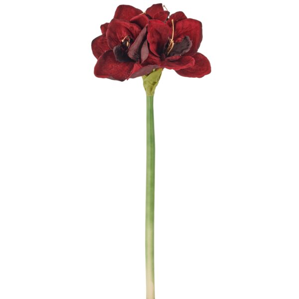 Amaryllis Bordeaux h 64 cm
