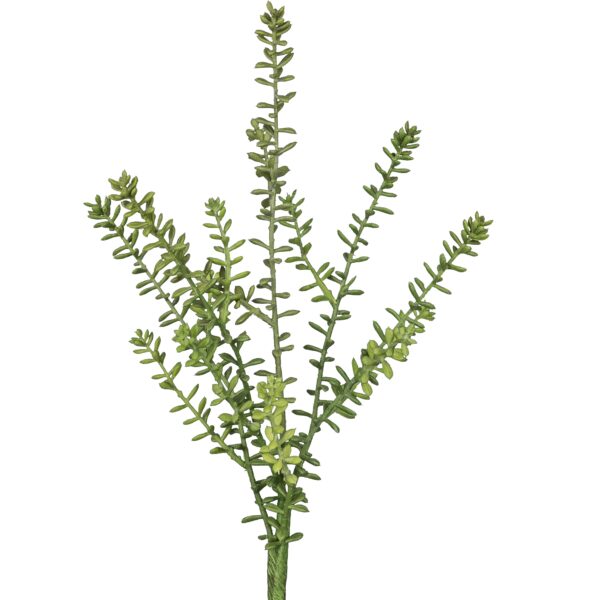 Sedum busk h 41cm