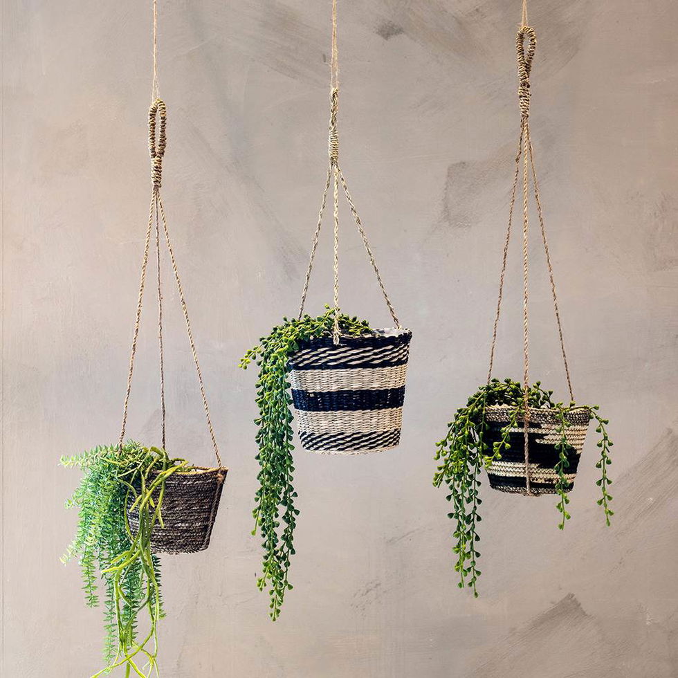 Ager padderok i potte 55cm