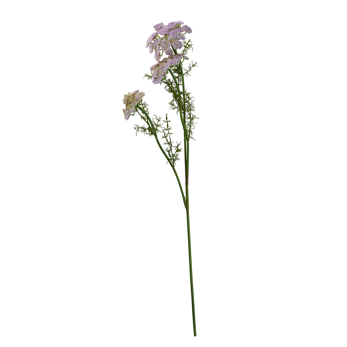 Vild gulerod stilk-Puple