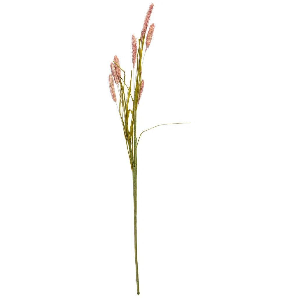 Bristlegrass stilk 74cm