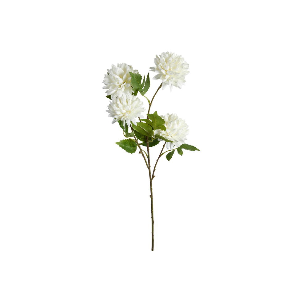 Krysantemum stilk