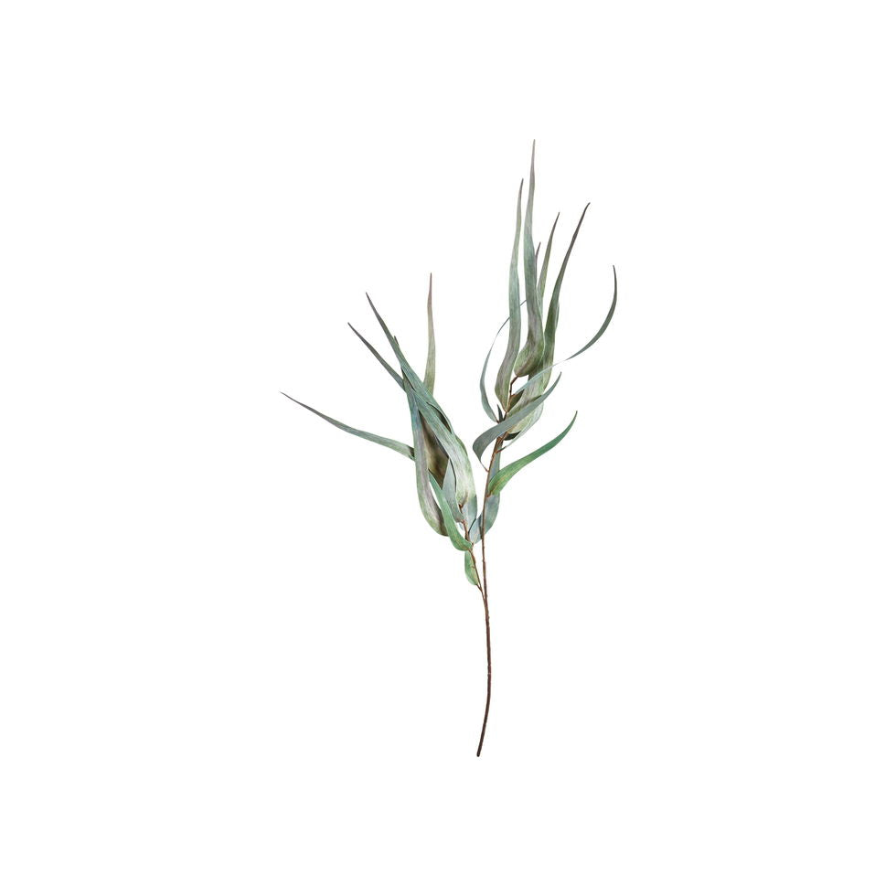 Eukalyptus stilk