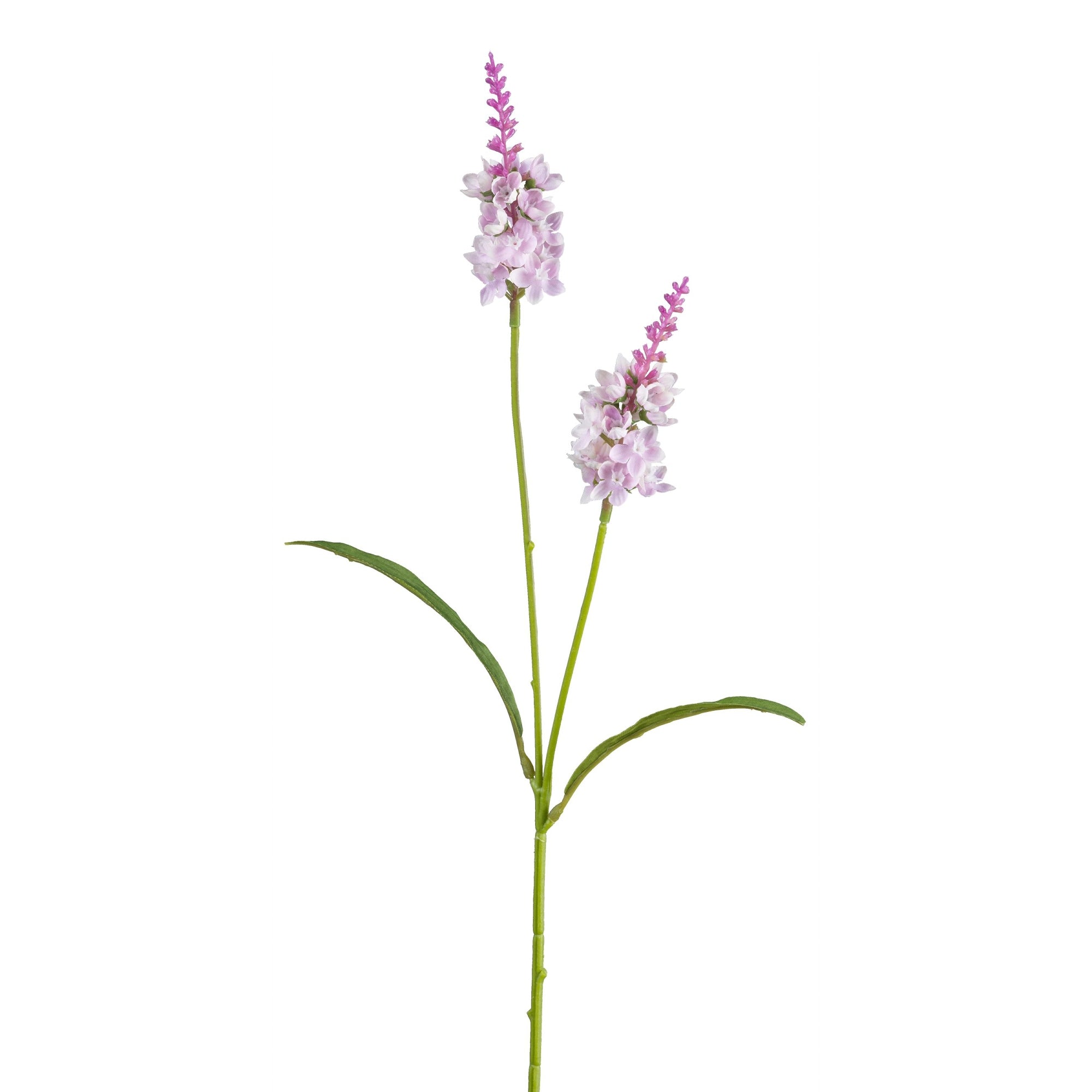Lysimachia lys rosa h 63cm