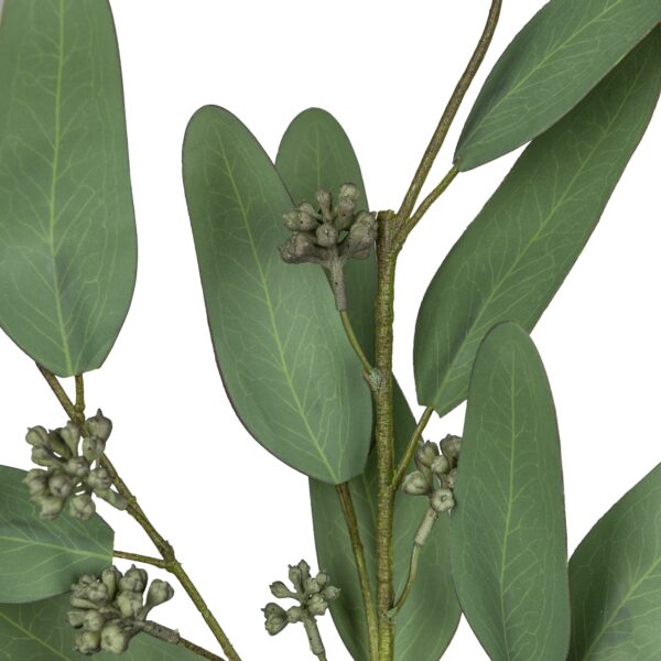 Eucalyptus h 66 cm