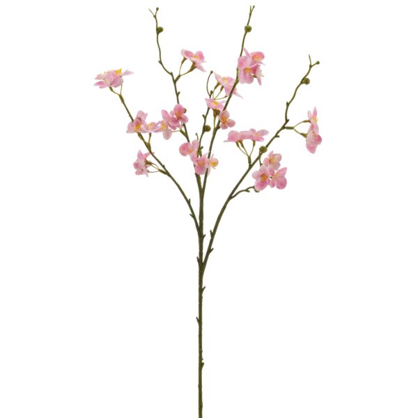 Kvædegren rosa h 73cm