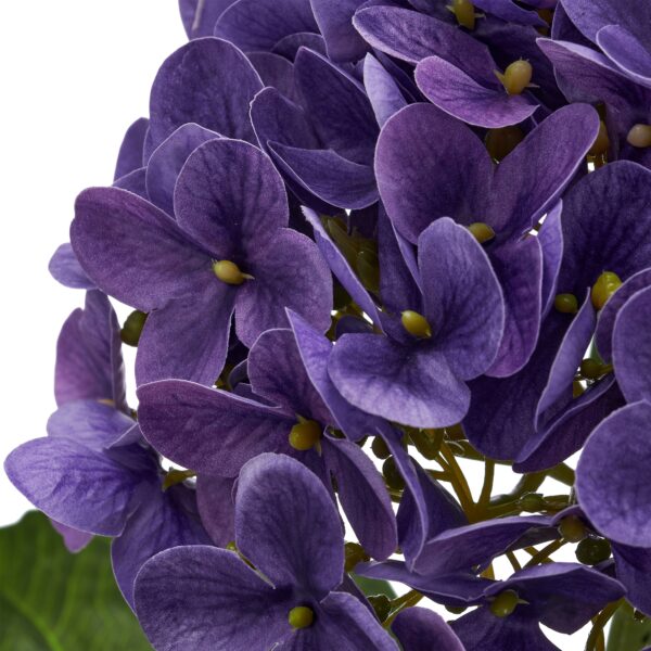 Hortensia purple