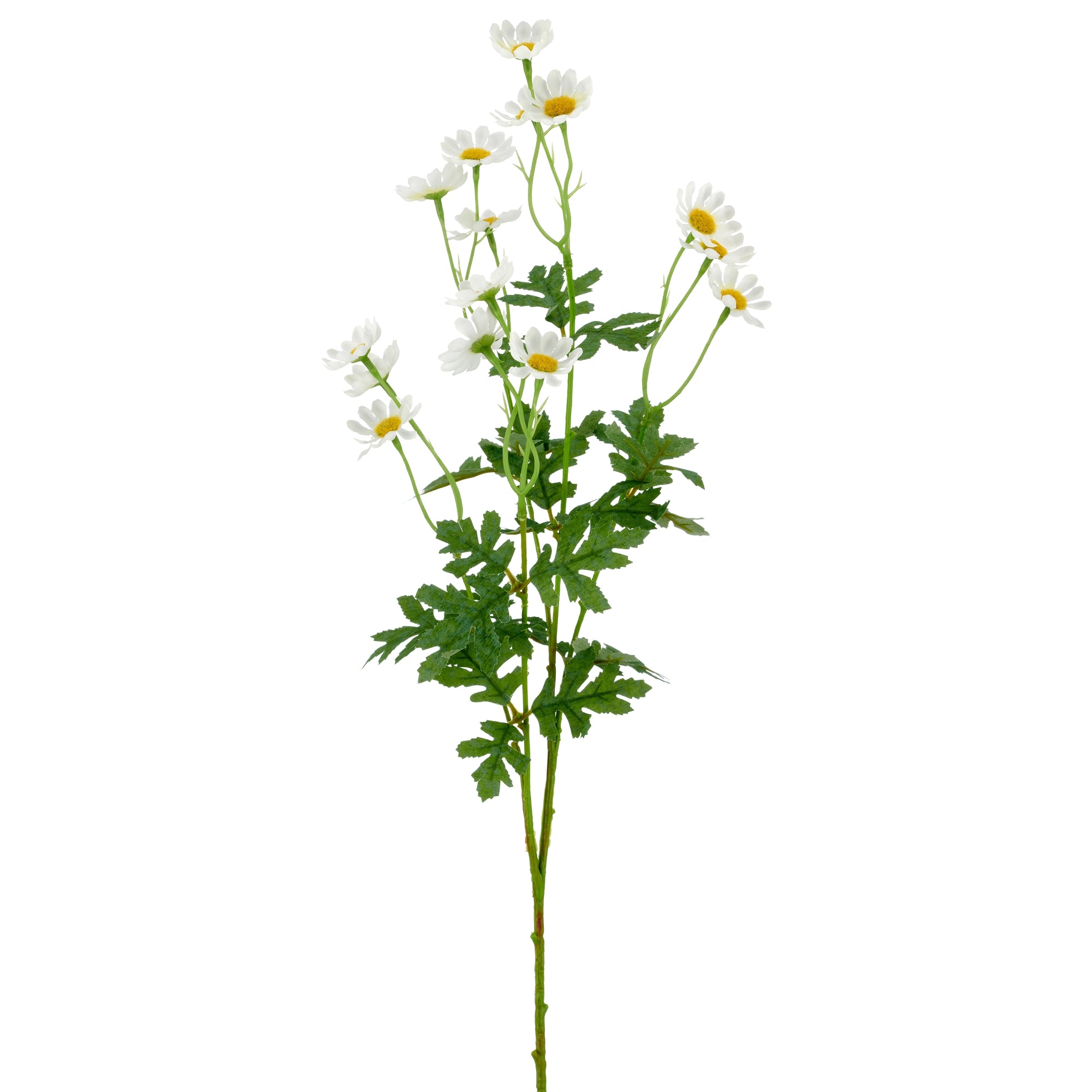 Marguerit hvid h 71cm