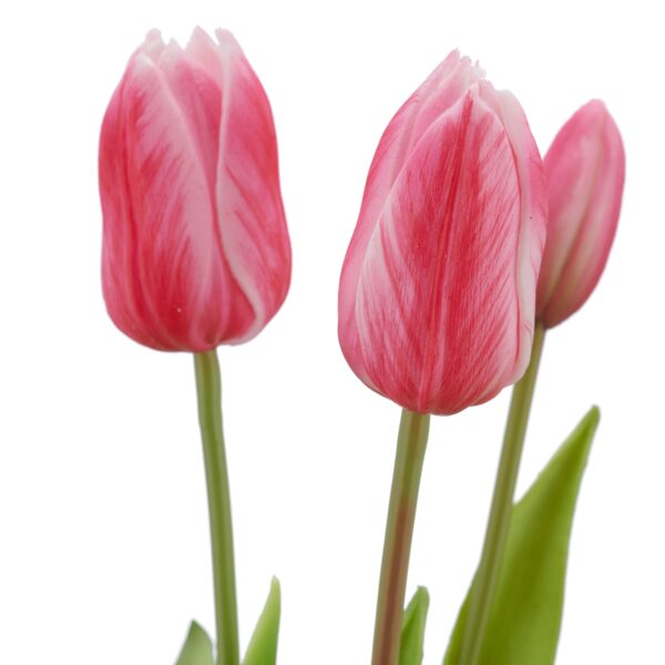 Tulipaner