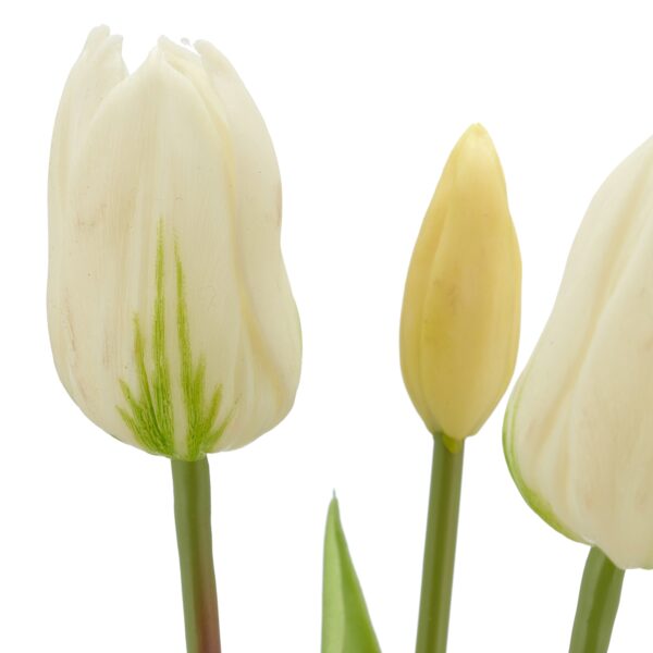 Tulipaner