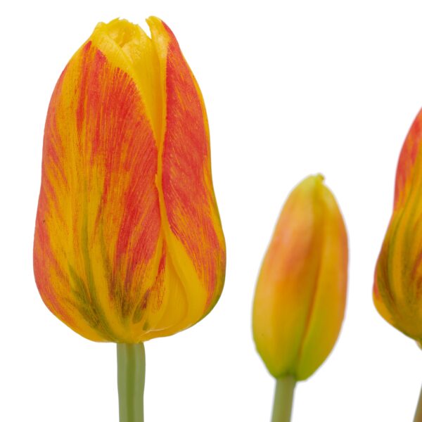 Tulipaner