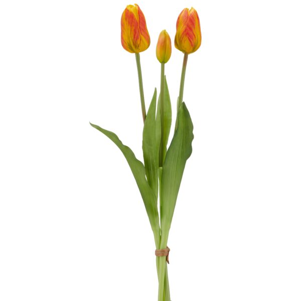 Tulipaner