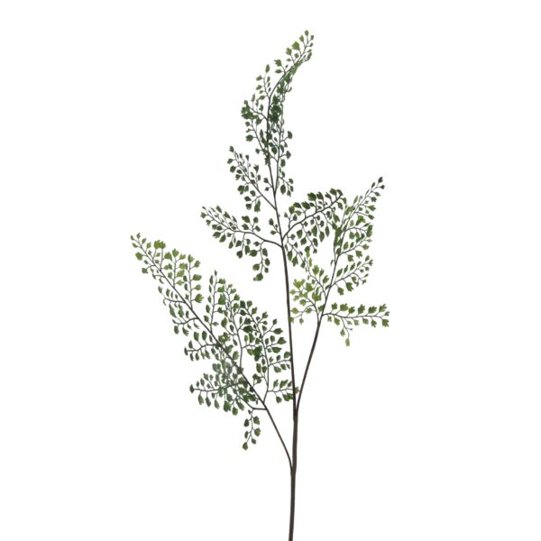 Adianthum gren h 82 cm