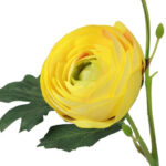 Ranunkel gul h 34 cm