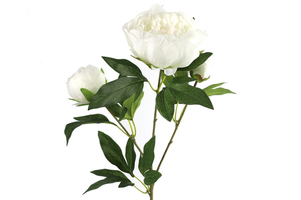 Peony hvid h 73 cm