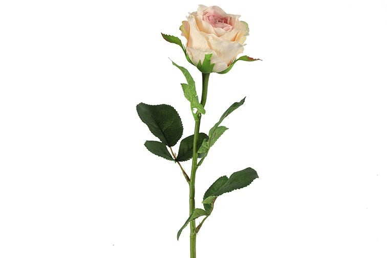 Rose creme h 70 cm