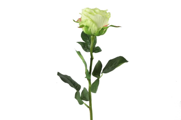 Rose lime h 70 cm