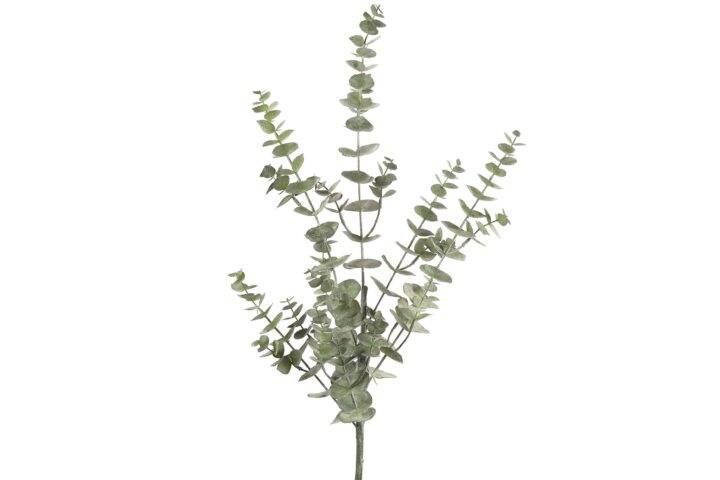 Eucalyptus h 90 cm