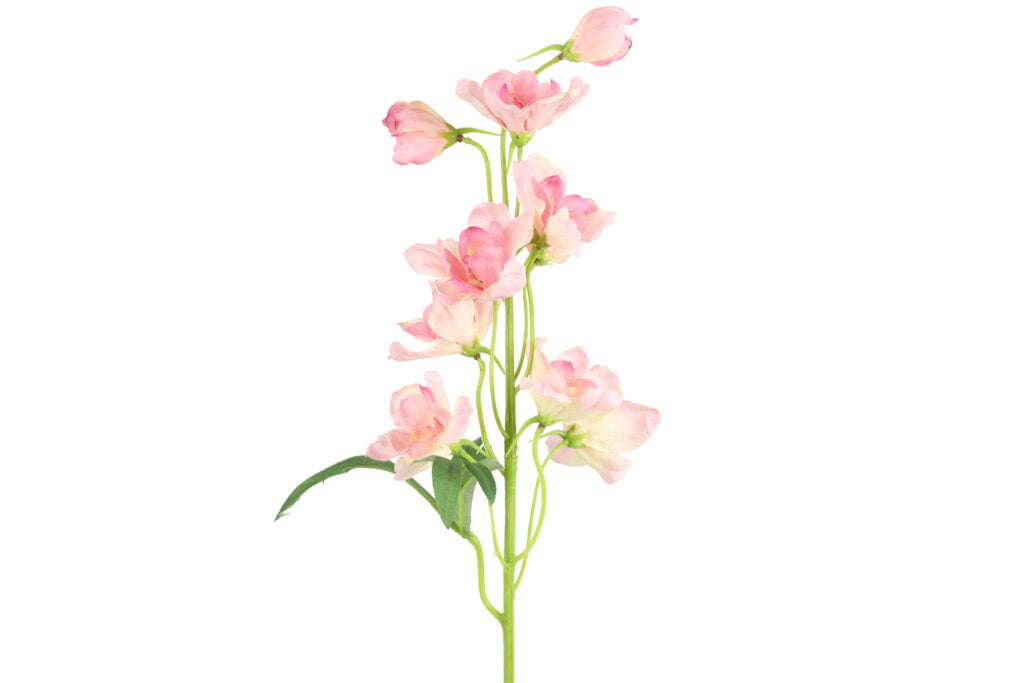 Ridderspore rosa h 50 cm