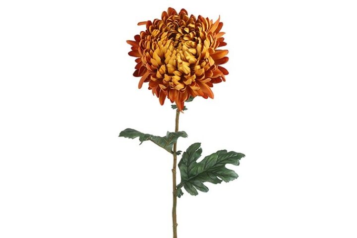 Chrysanthemum lys orange h 75 cm