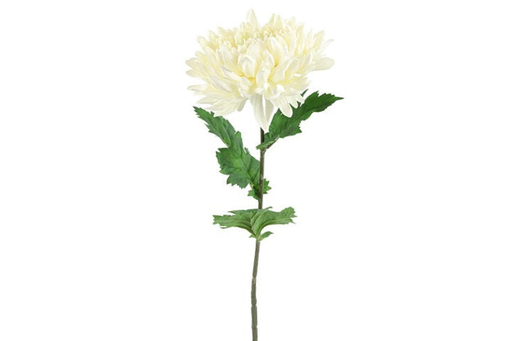 Chrysanthemum hvid h 75 cm