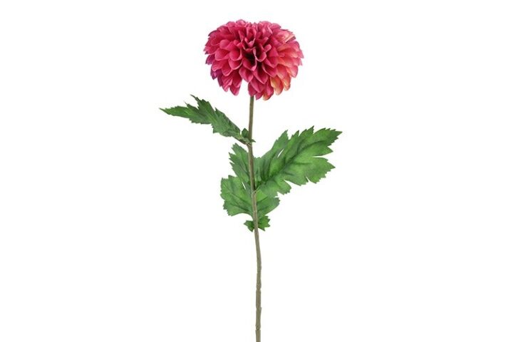 Dahlia pink h 75 cm