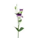 Lisianthus purple h 67 cm