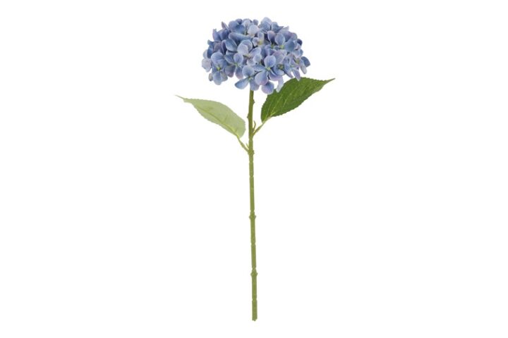 Hortensia blå