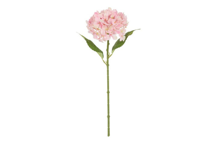 Hortensia rosa