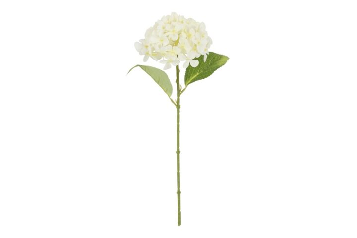 Hortensia hvid