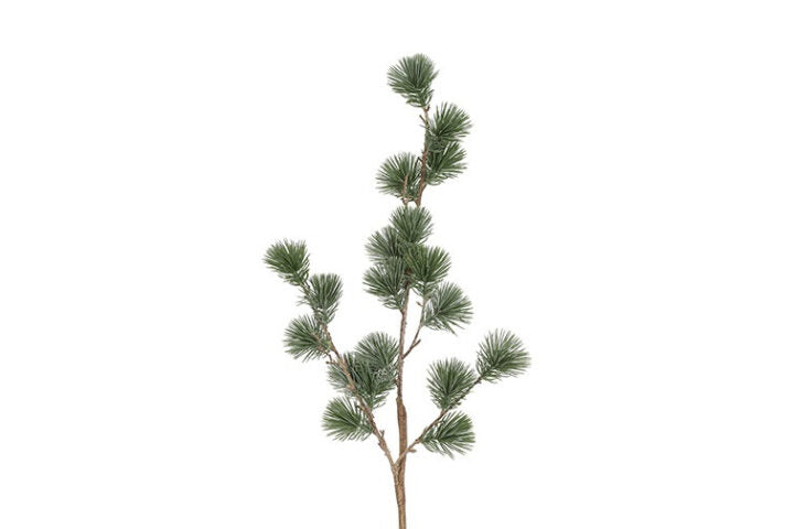 Ceder gran støvet grå h 78 cm