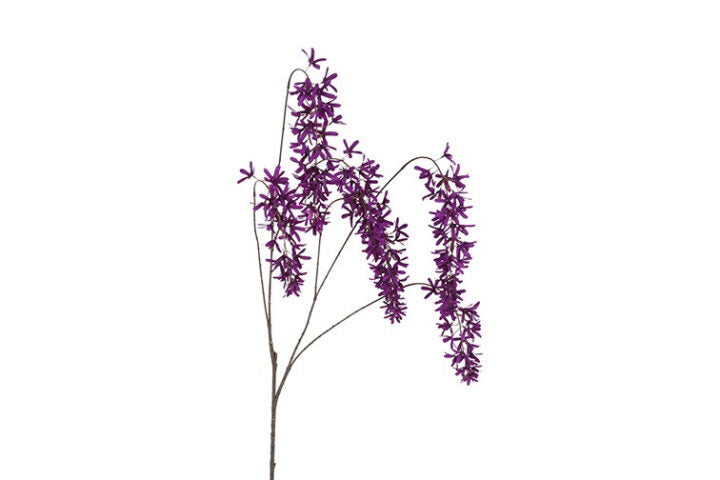 Blåregn purple h 105 cm