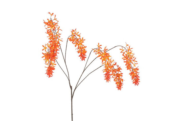 Blåregn orange h 105 cm