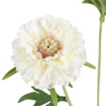 Scabiosa hvid h 72cm