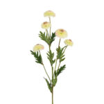 Helichrysum hvid h 68 cm