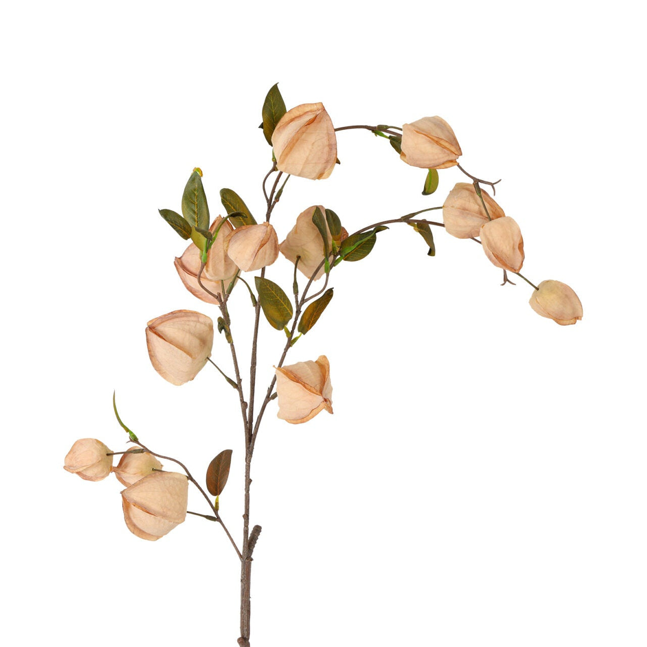 Physalis sand h 94 cm