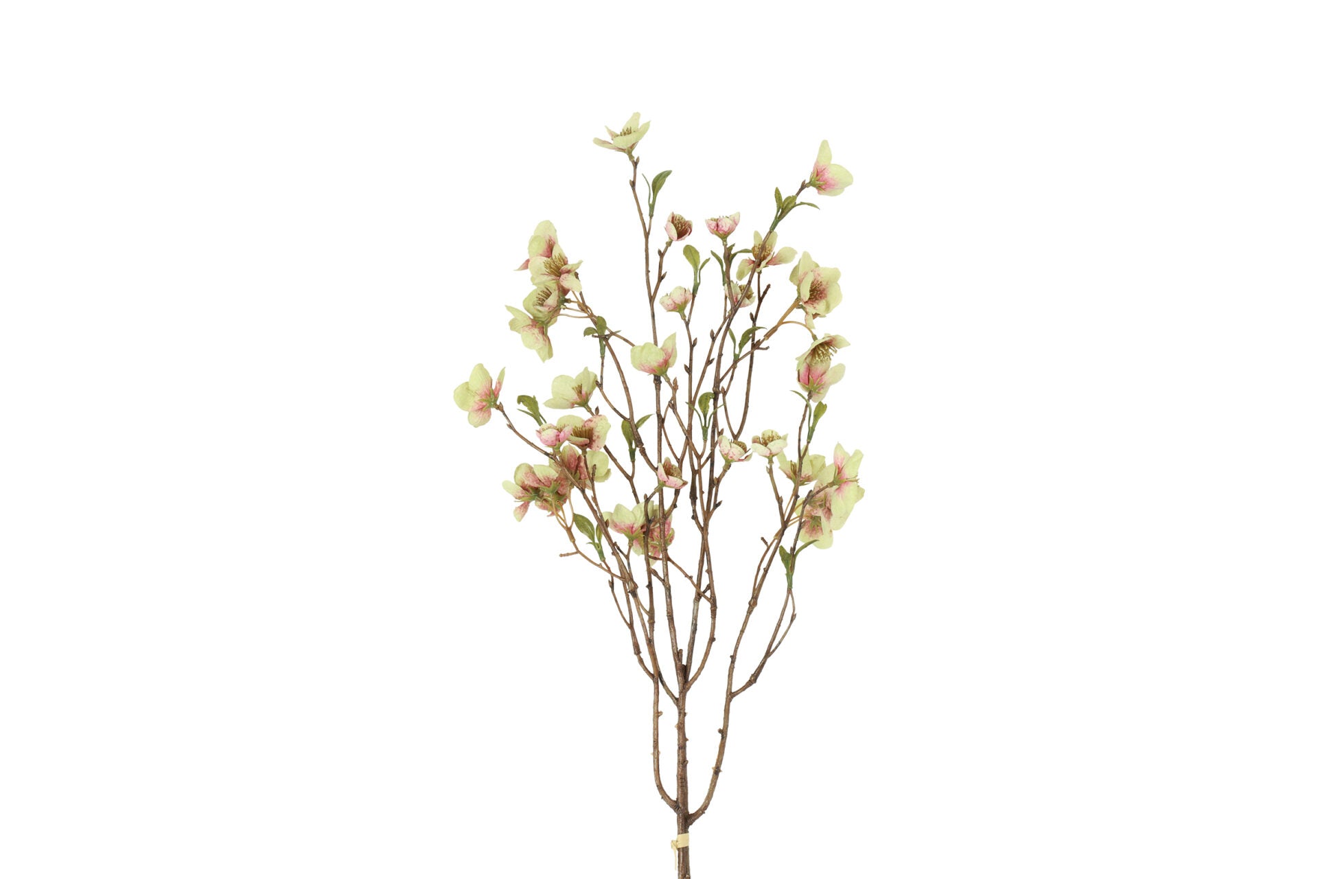 Helleborus bundt m/ 2 stk grøn h 75 cm