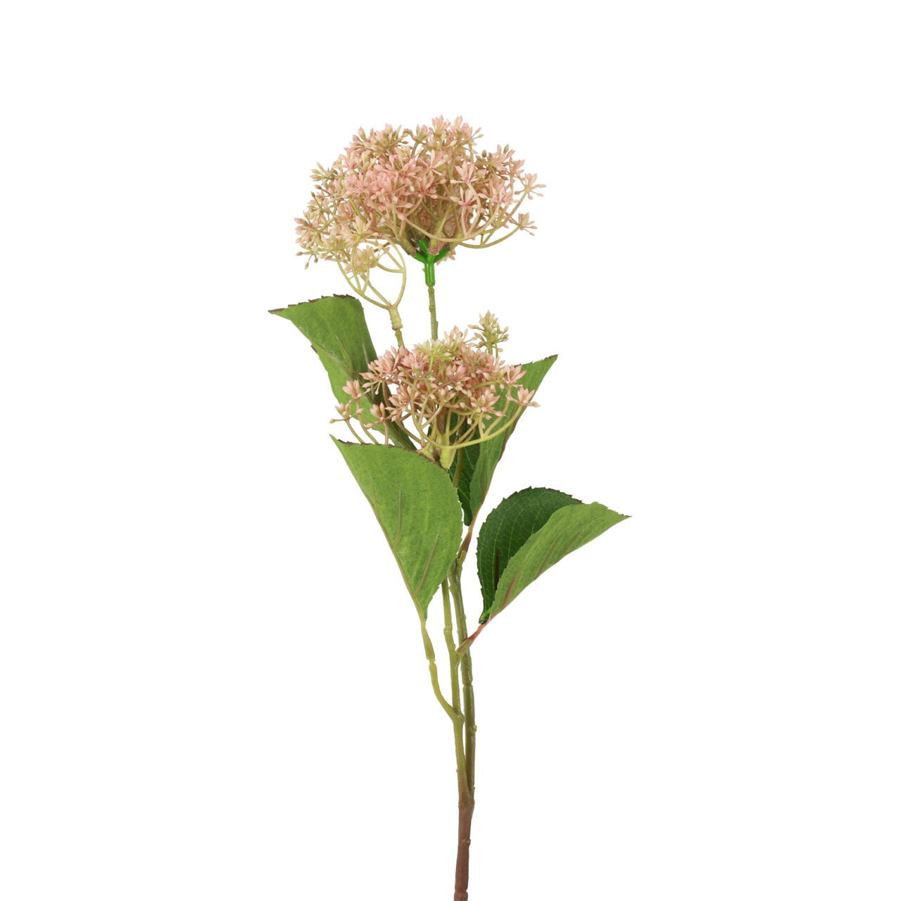 Skimmia rosa h 65 cm