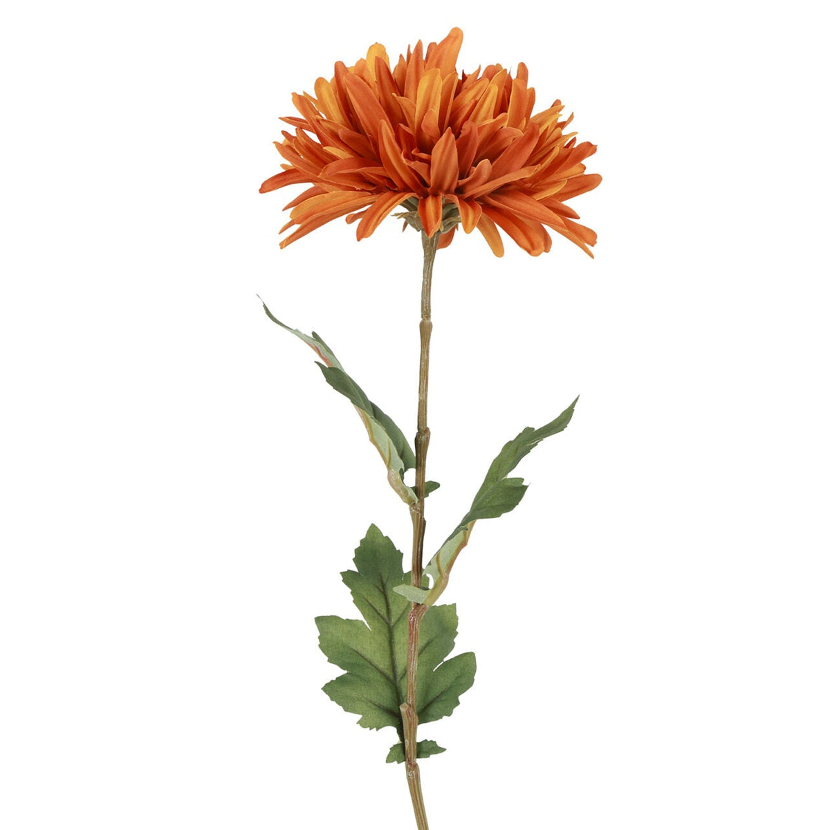 Chrysanthemum orange h 68 cm
