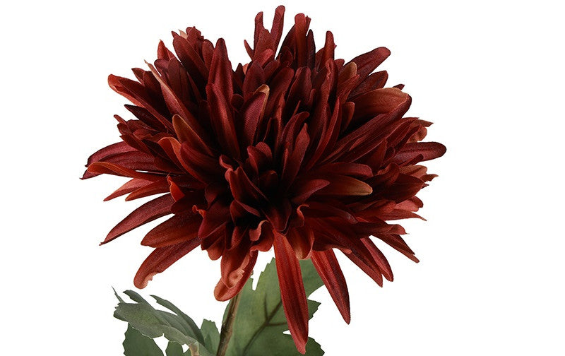 Chrysanthemum brun h 68 cm
