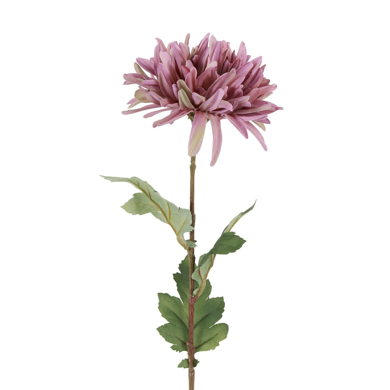 Chrysanthemum lilla h 68 cm