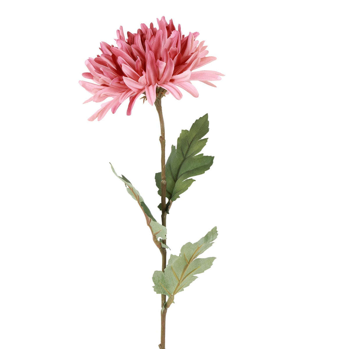 Chrysanthemum rosa h 68 cm