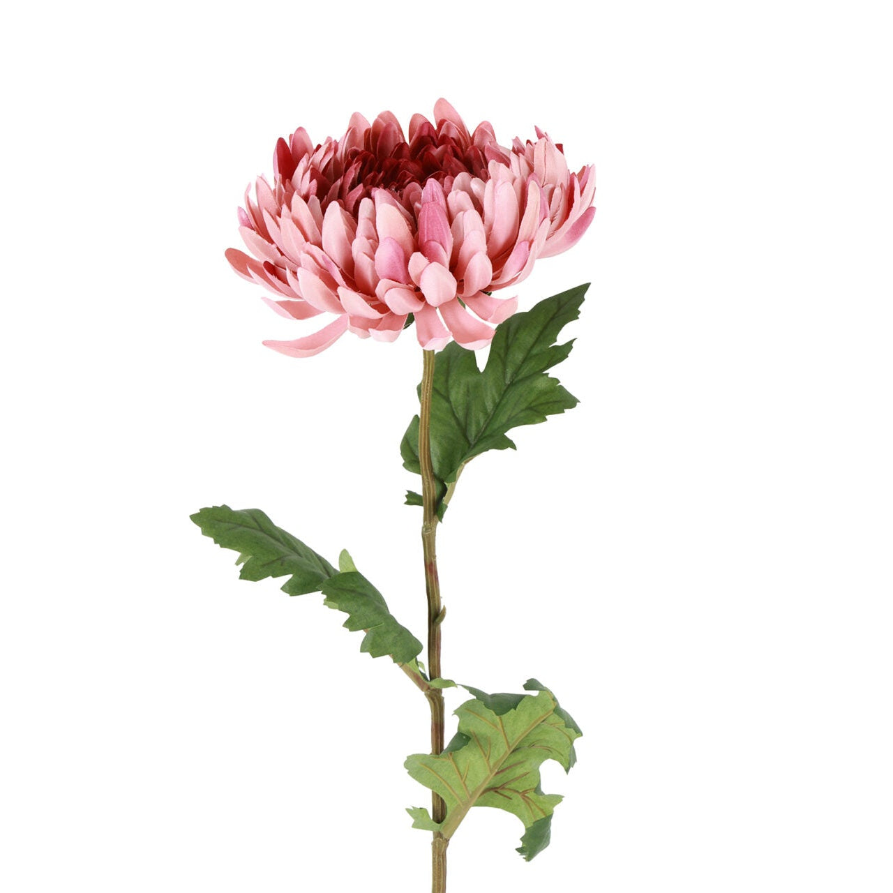 Chrysanthemum rosa h 76 cm