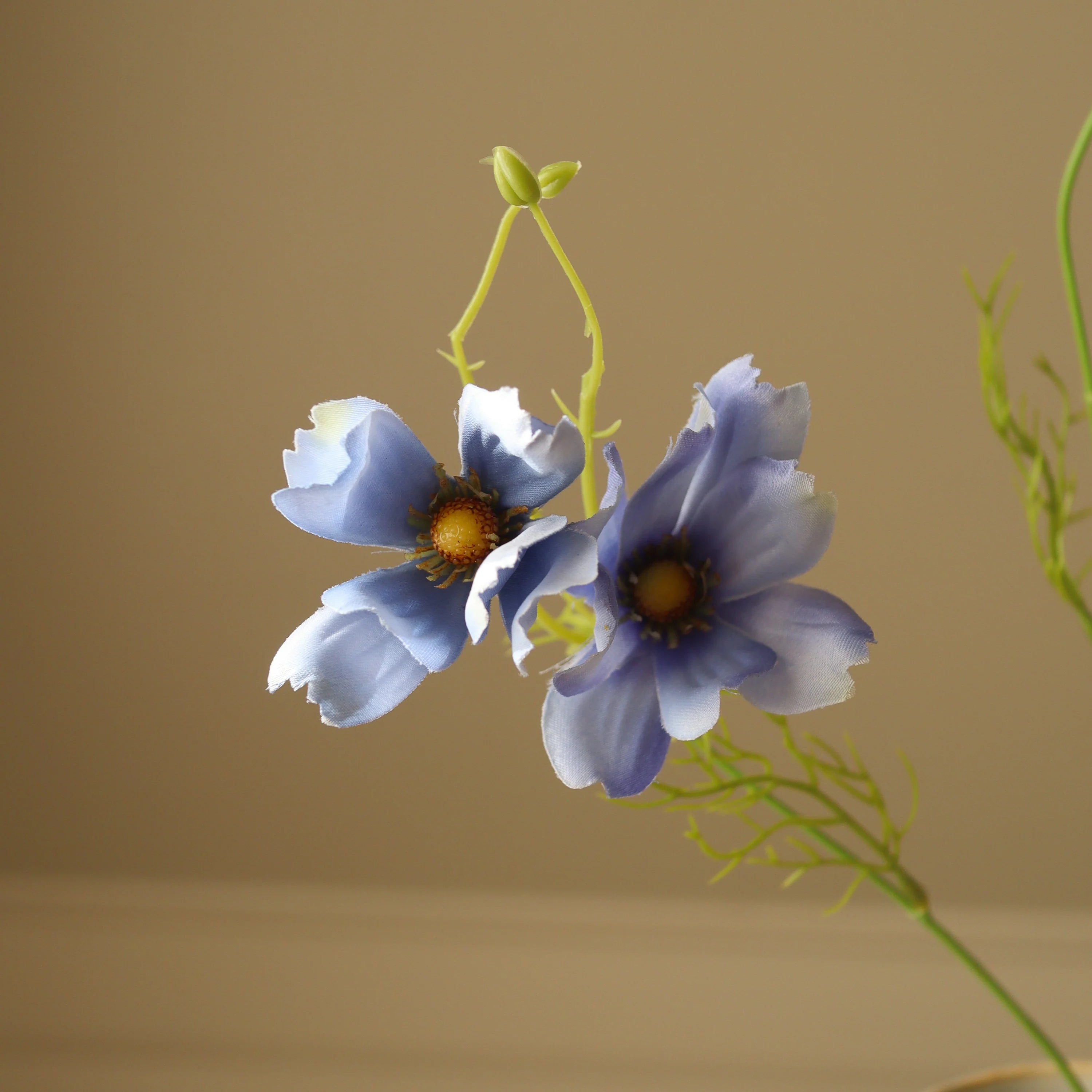 Blå store Cosmo Daisy blomster