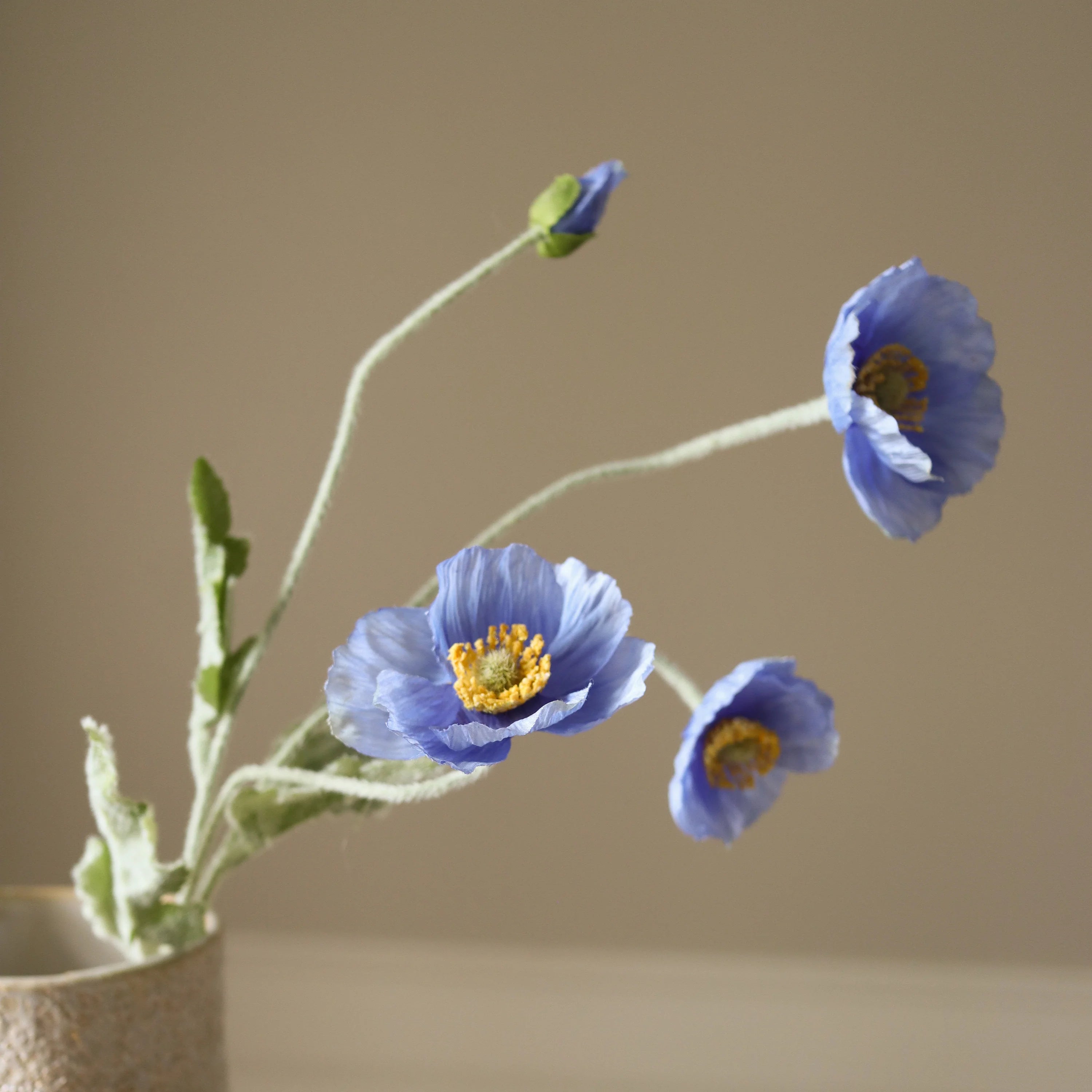 Blå valmueblomst