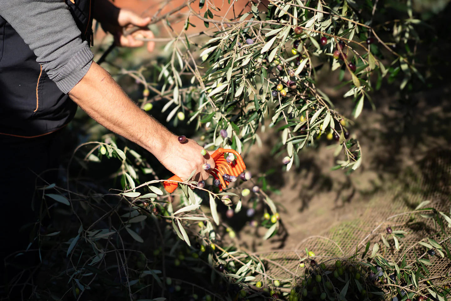 Extra virgin olive oil – Il Primo