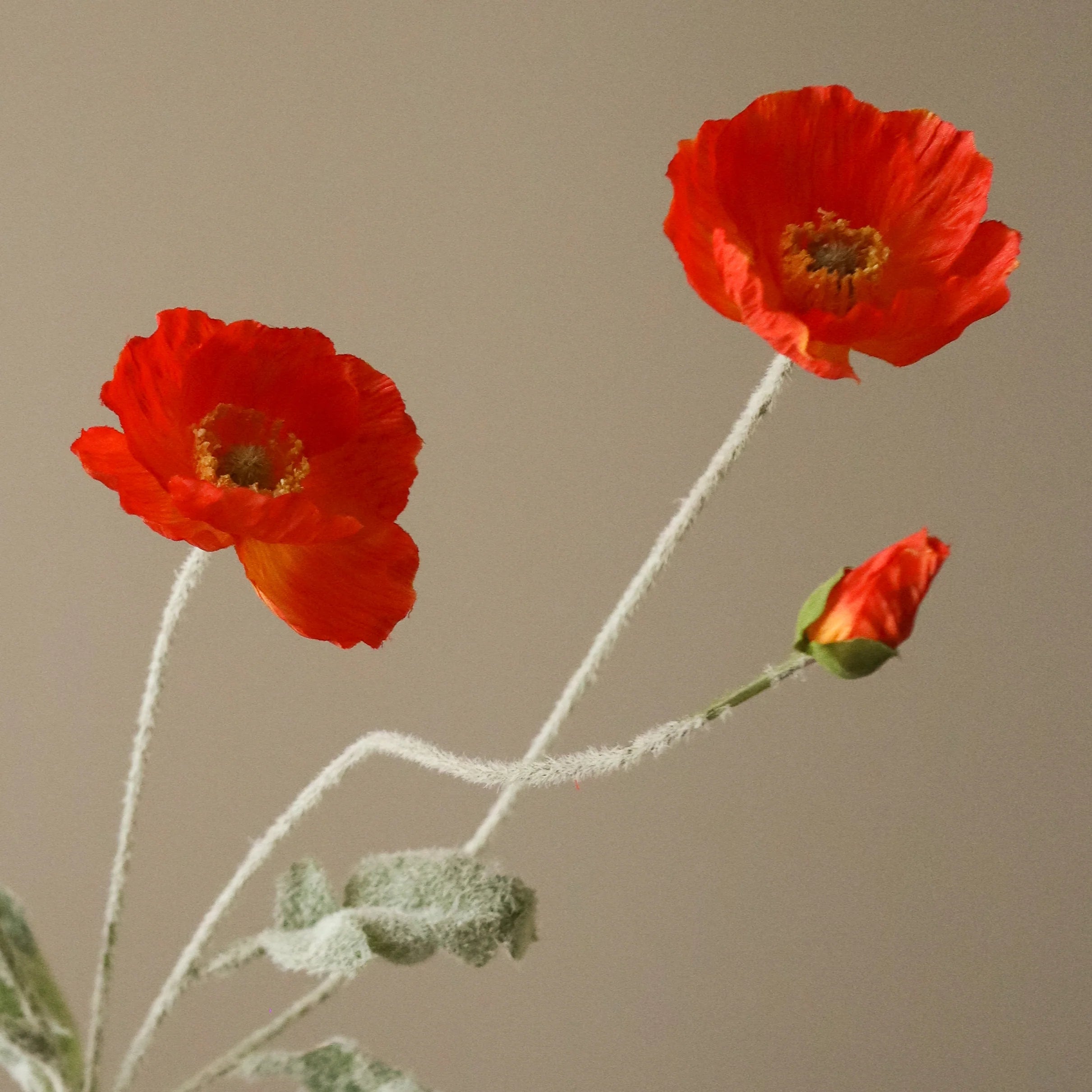Mørk orange valmueblomst