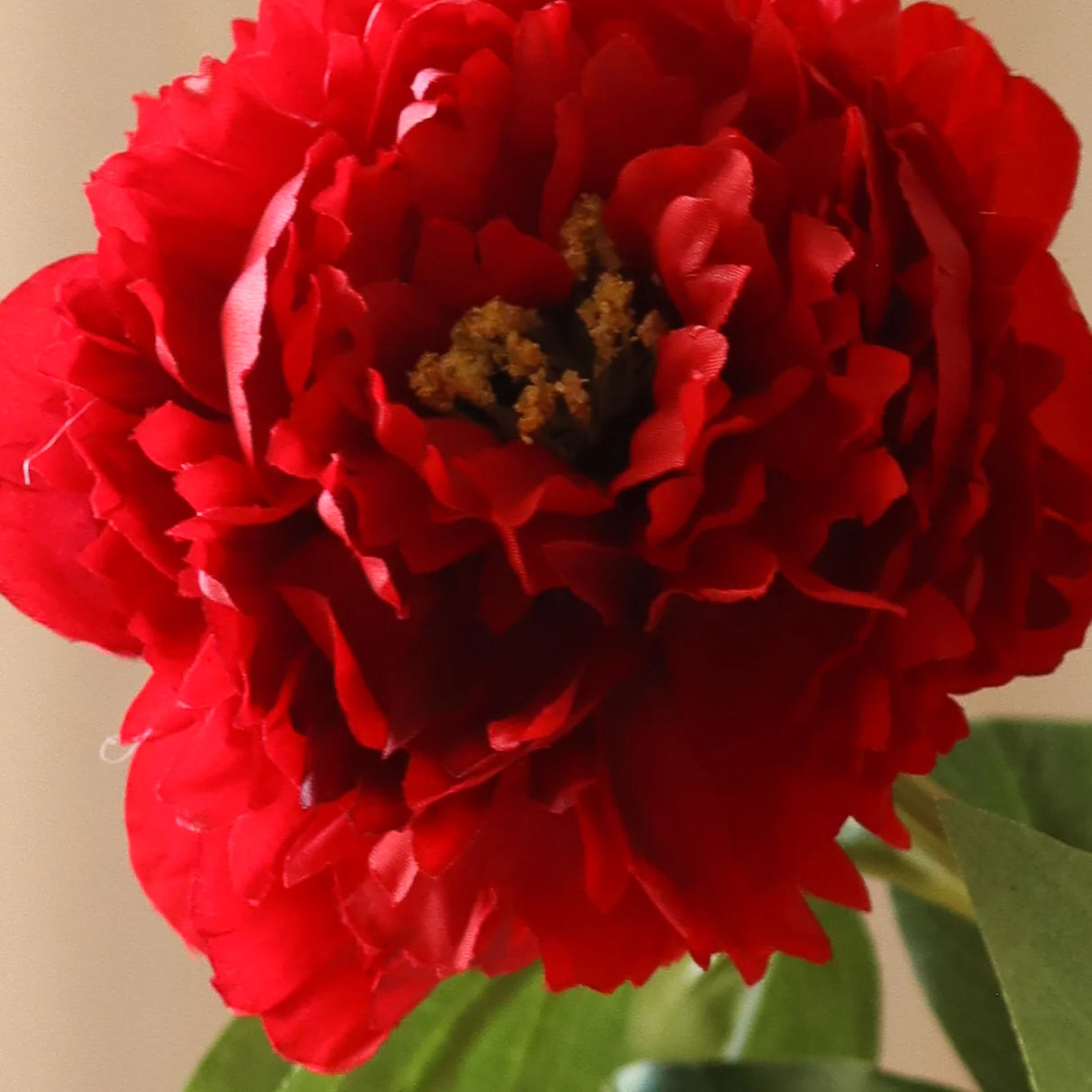 Mørkerød pæon blomst