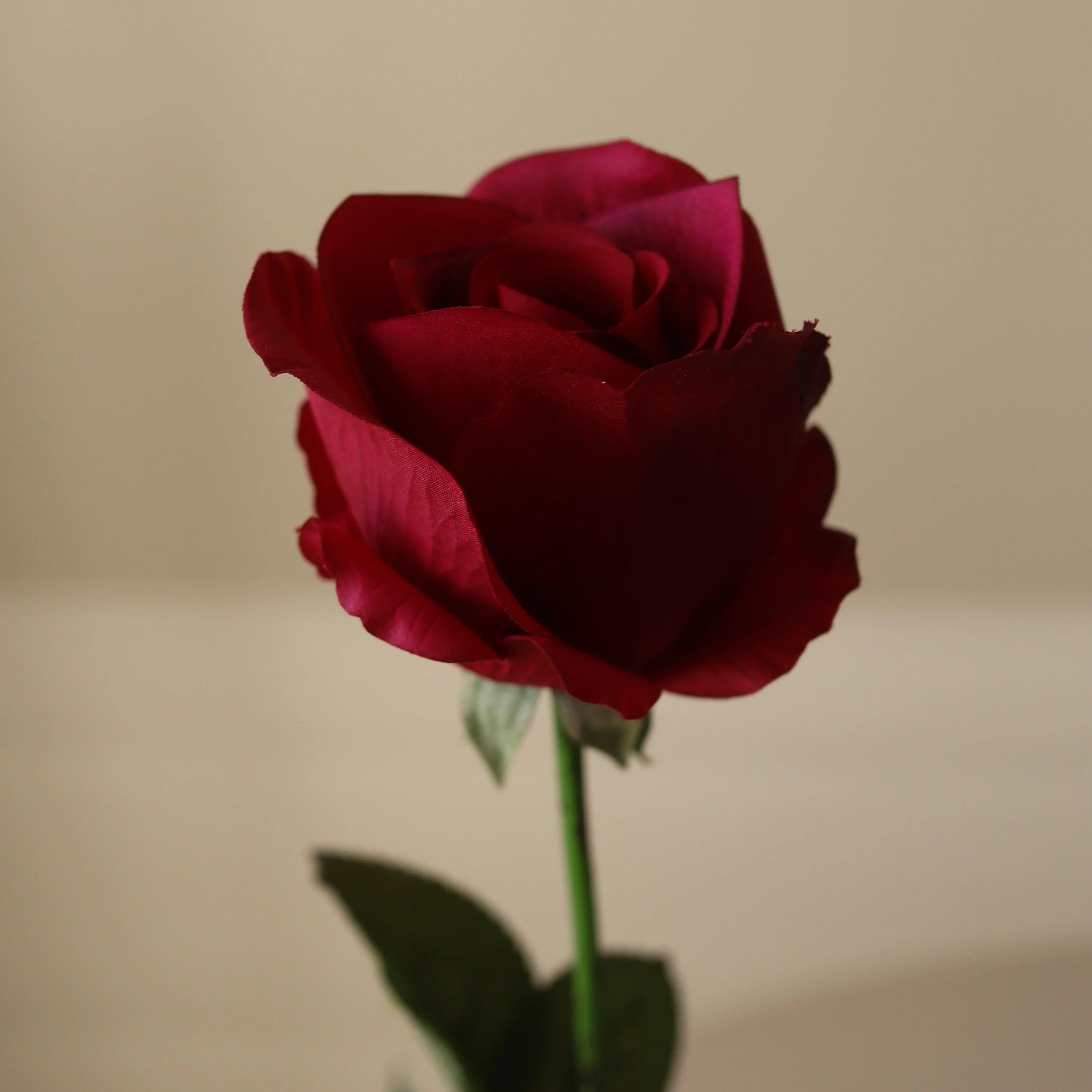 Mørkerød Premium Langstammet Rose