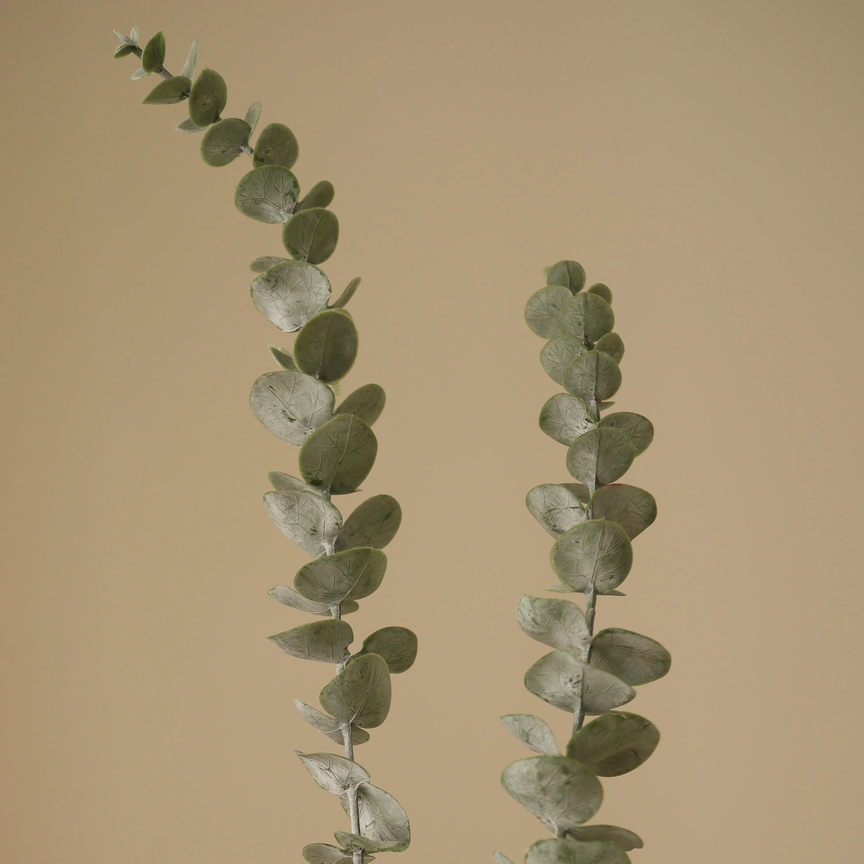 Grøn Eukalyptus Fem Blade